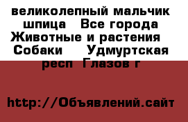 великолепный мальчик шпица - Все города Животные и растения » Собаки   . Удмуртская респ.,Глазов г.